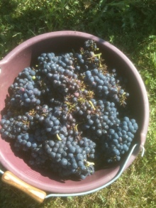 Pinot Noir harvest. Read more about Our Wine