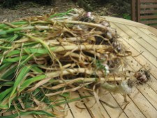 Harvesting our garlic