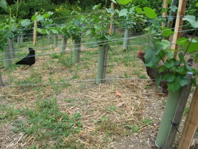 The chickens help in the vines