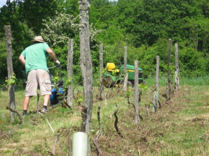 Pumpjack rotavating around the vines