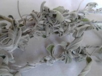 Drying sage from the garden. Purchase our Sage and Wisdom Tea