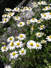 Our Chamomile crop. Purchase our Chamomile Tea