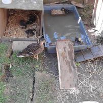 We add a pool to Duck World. Read more about Maggie